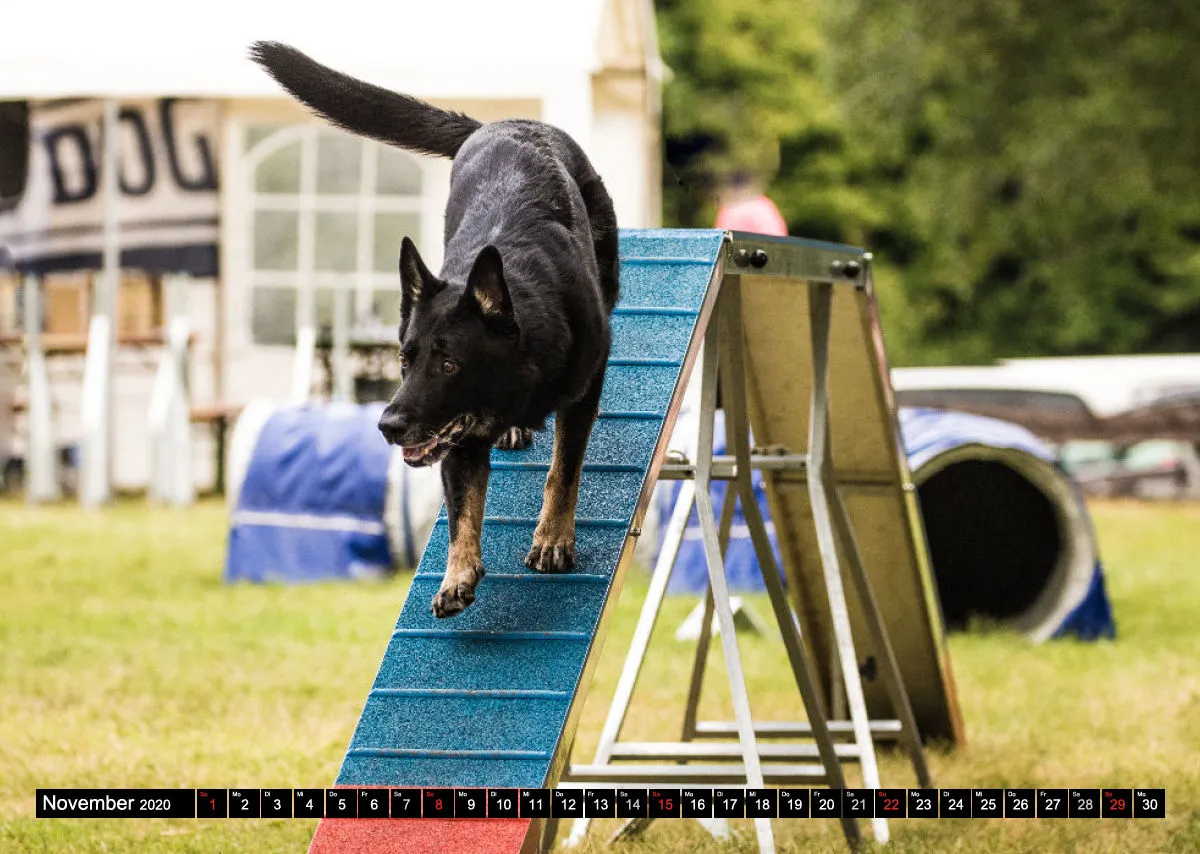 Agility Bildkalender / Schäferhunde
