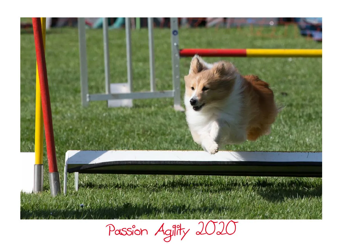 Agility Passion A4 Bildkalender 2020