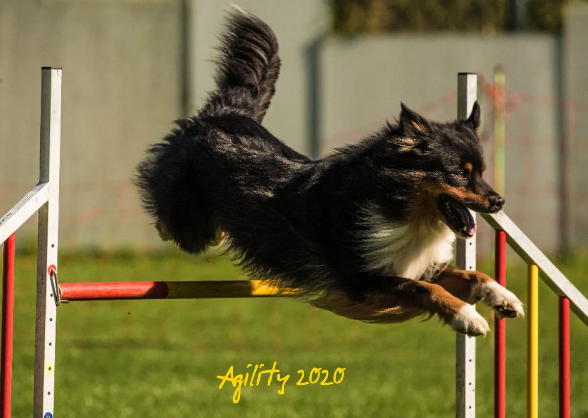 Bildkalender / Agility 2020 A3 quer