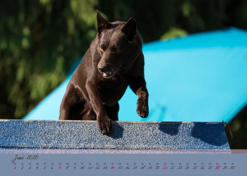 Bildkalender / Agility 2020 A3 quer
