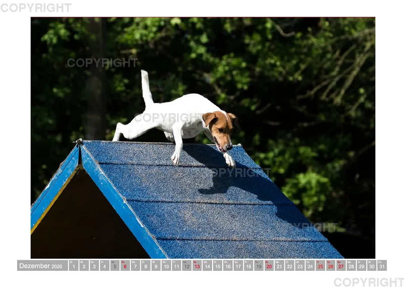 Agility Passion A4 Bildkalender 2020