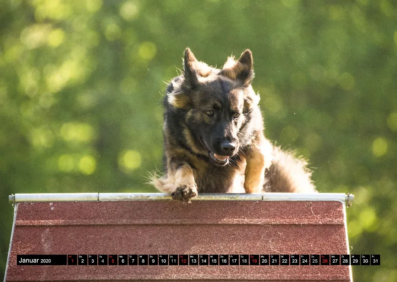 Agility Schäferhunde A4
