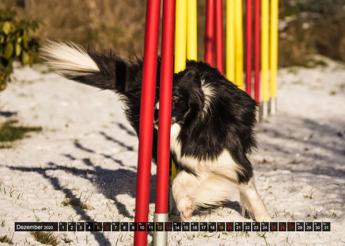 Agility Passion A4 Bildkalender 2020