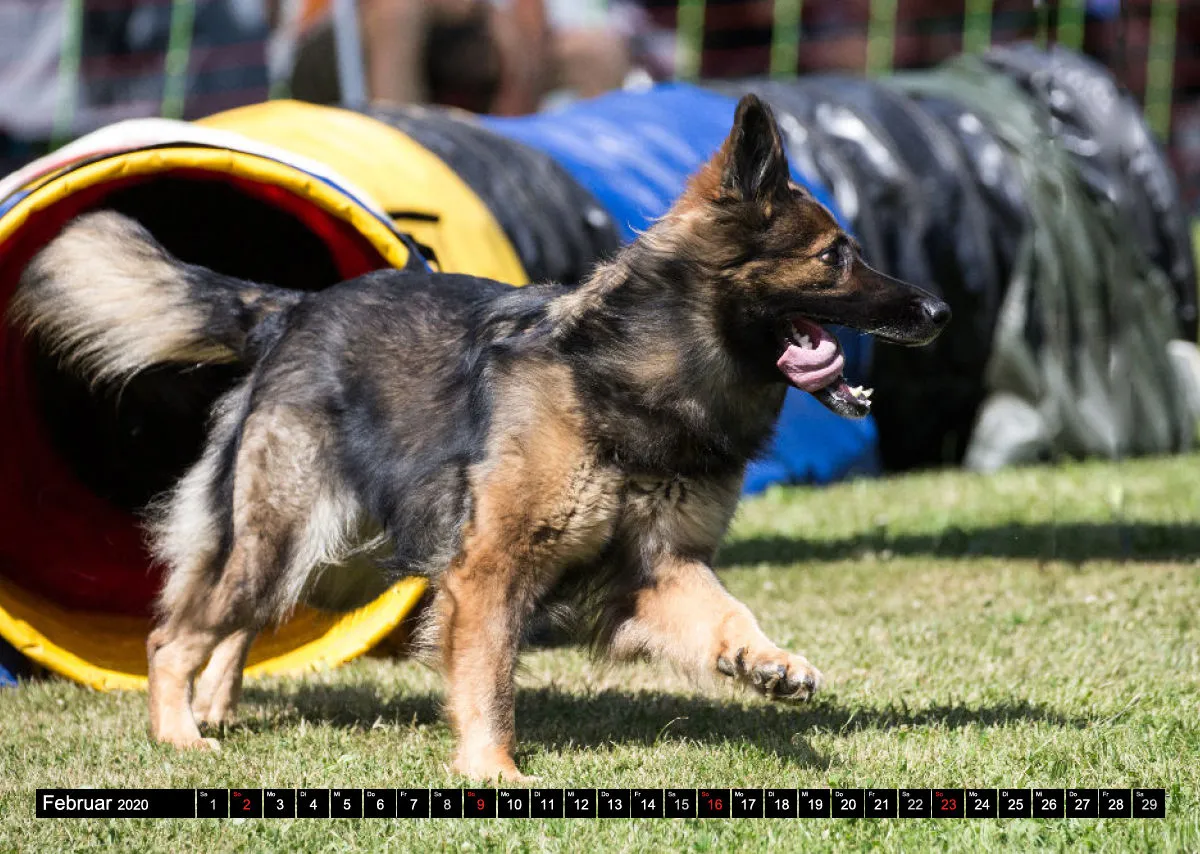 Agility Bildkalender / Schäferhunde