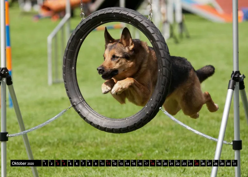 Agility Schäferhunde A4