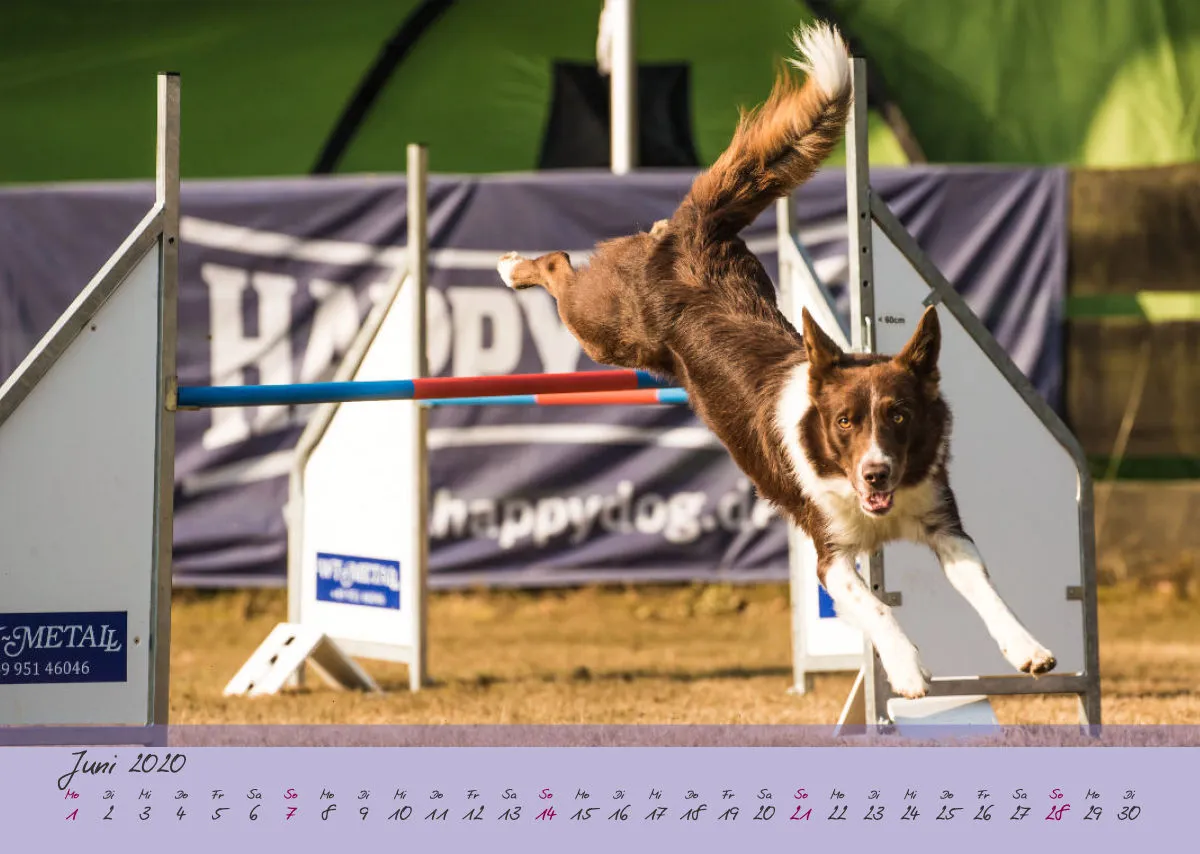 Agility Border Collies 2020 A3 quer