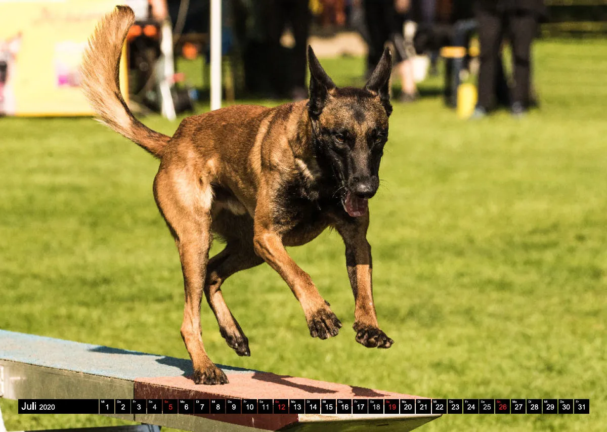 Agility Bildkalender / Schäferhunde