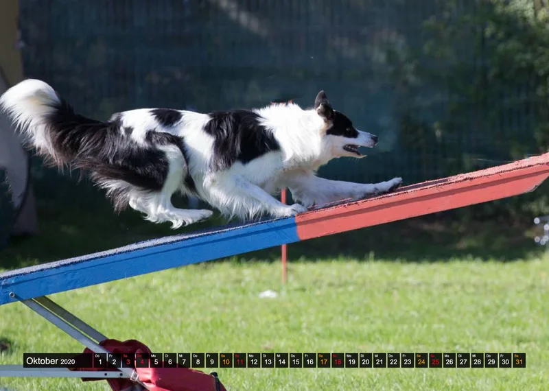 Agility Passion A4 Bildkalender 2020
