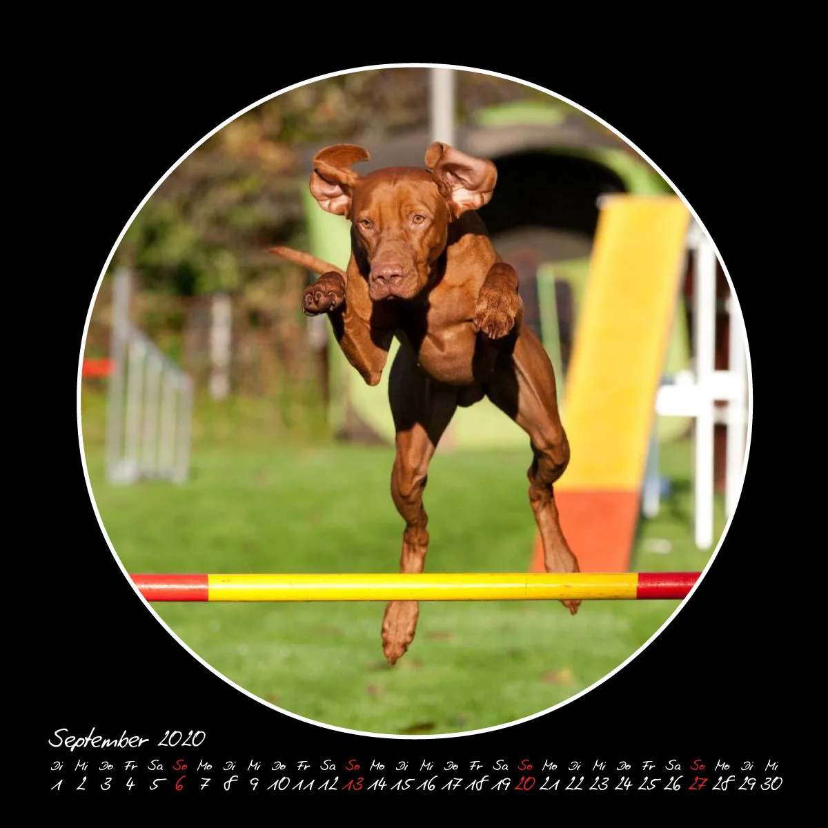 Agility 2020 Quadratisch