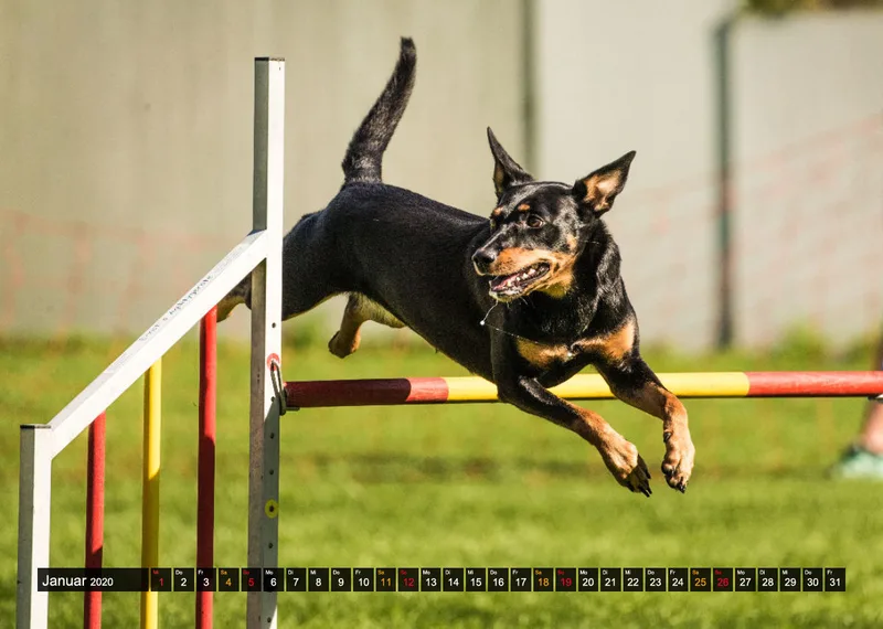 Agility Passion A4 Bildkalender 2020