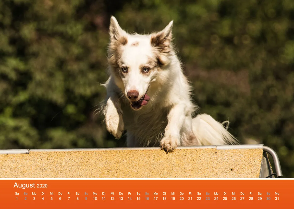 Agility Border Collies 2020 A4 quer