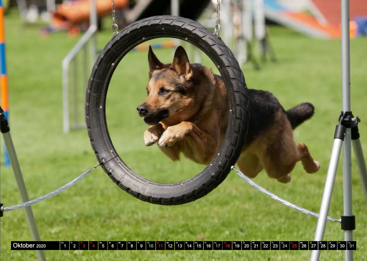 Agility Bildkalender / Schäferhunde