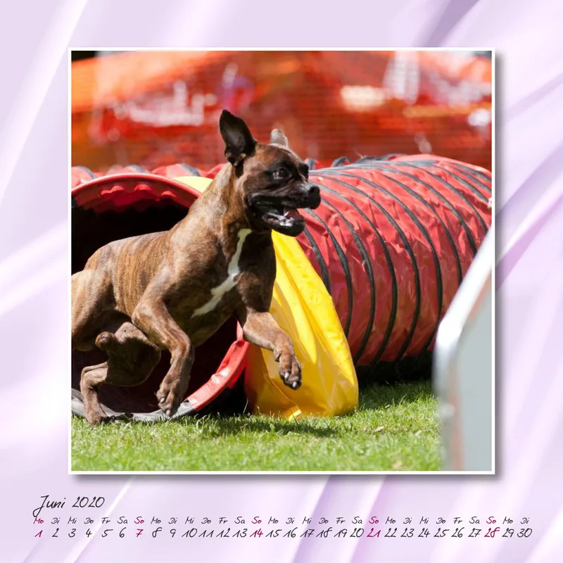 Agility 2020 Quadratisch (2) 20x20