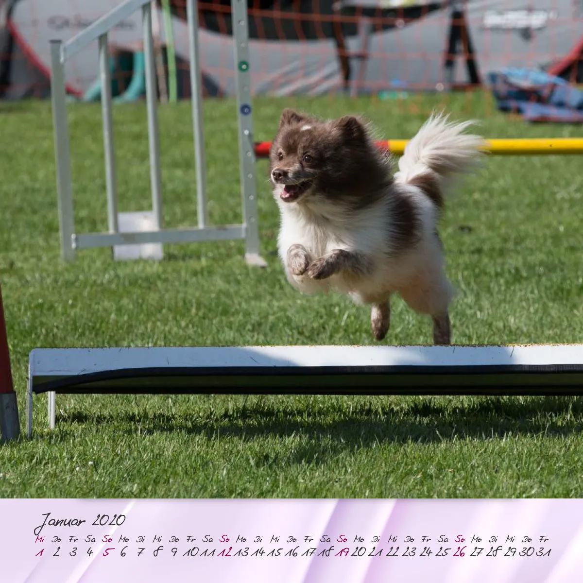 Agility 2020 Quadratisch (2) 20x20