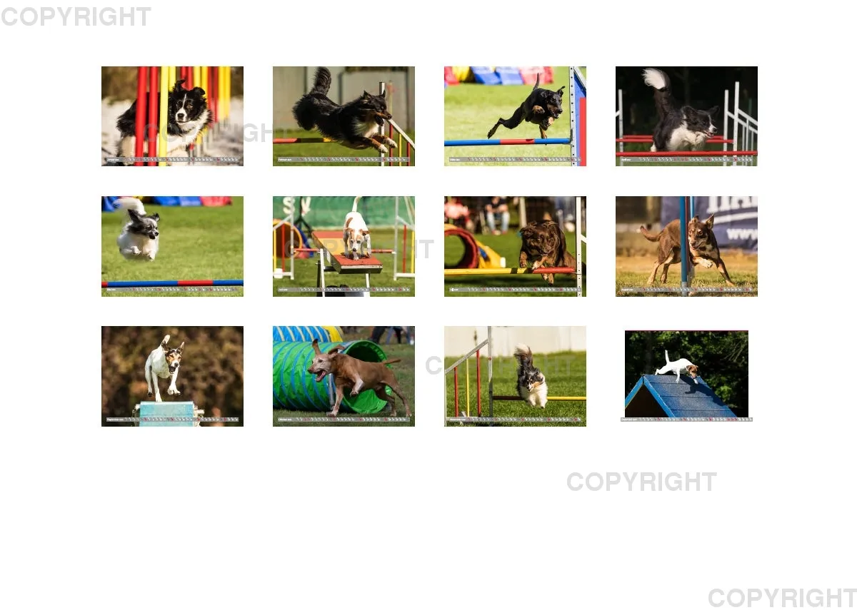 Agility Passion A4 Bildkalender 2020