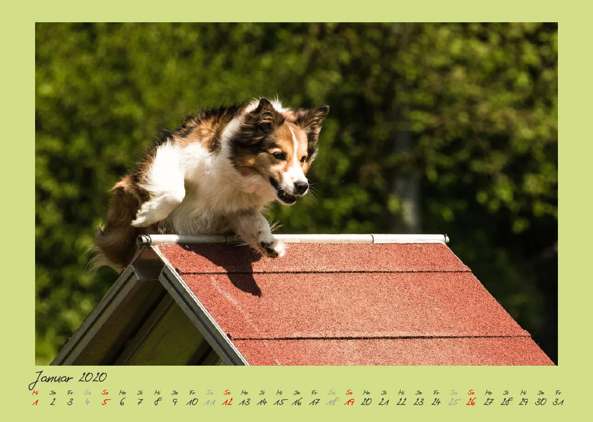 Agility Border Collies 2020 A3 quer