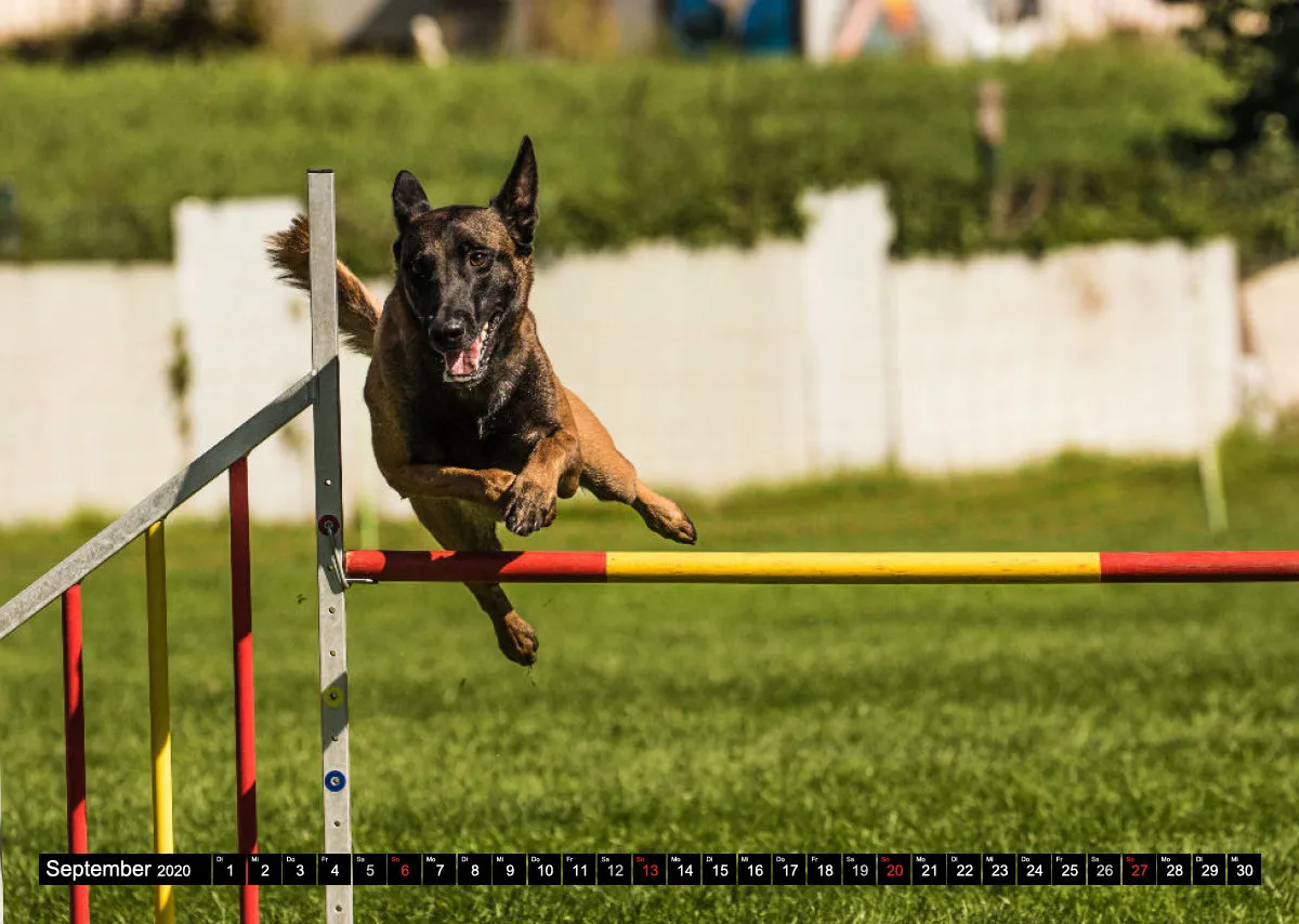 Agility Bildkalender / Schäferhunde