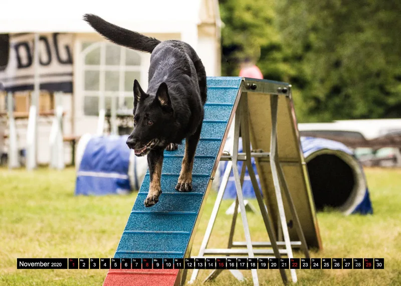 Agility Schäferhunde A4