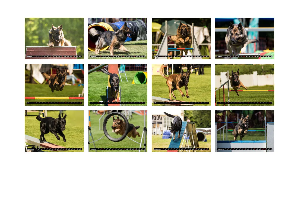 Agility Schäferhunde A4
