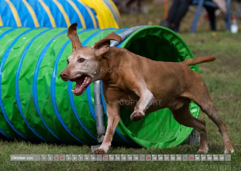 Agility Passion A4 Bildkalender 2020