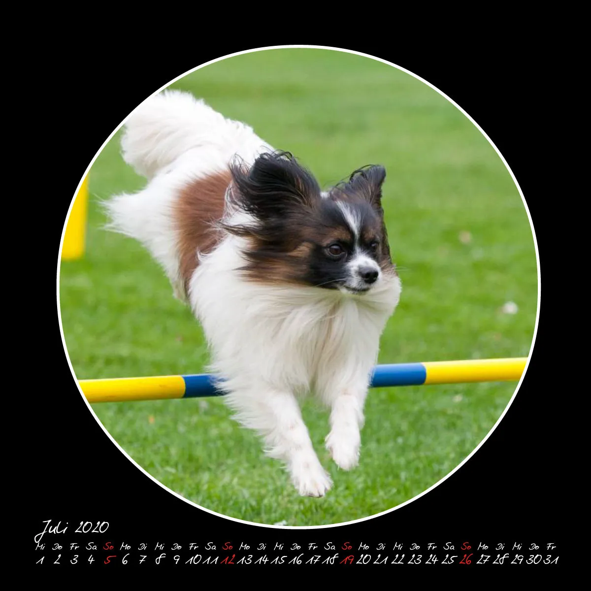 Agility 2020 Quadratisch