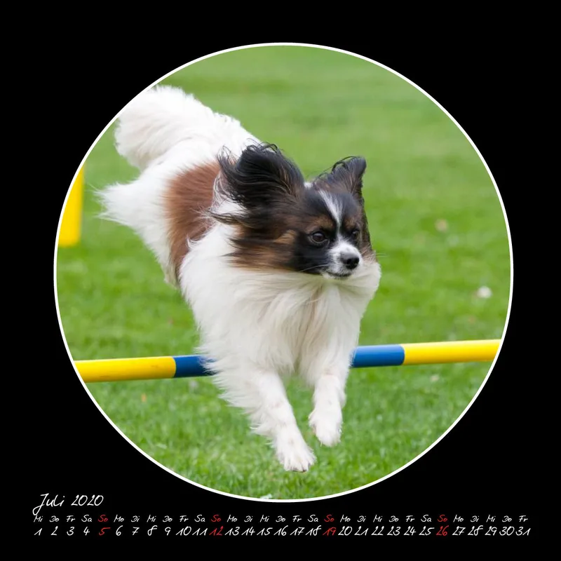 Agility 2020 Quadratisch