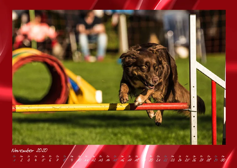 Bildkalender / Agility 2020 A3 quer