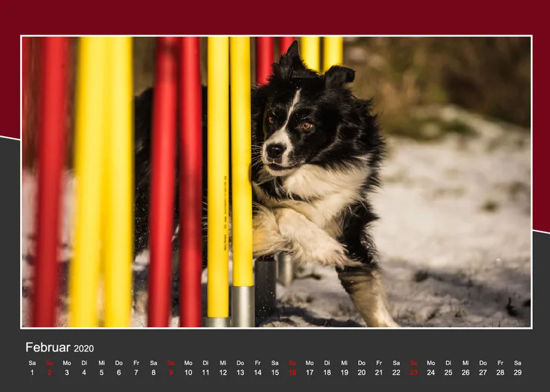 Agility Border Collies 2020 A4 quer