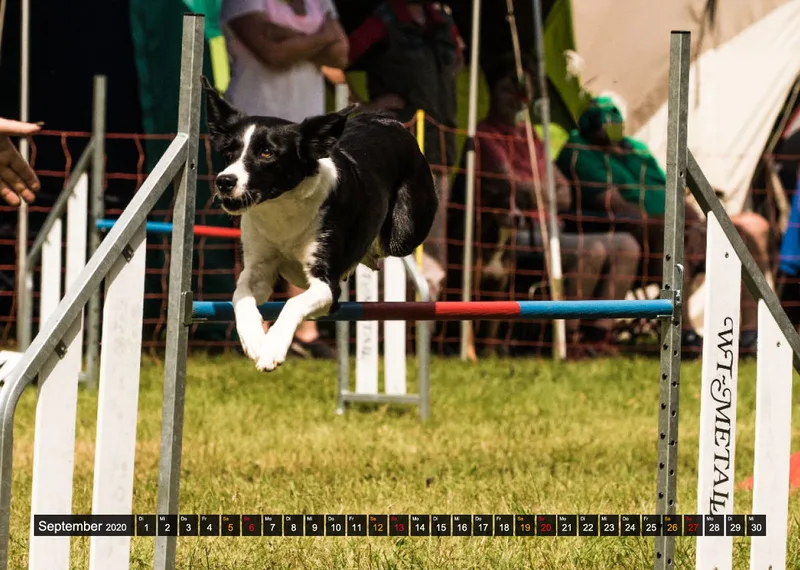Agility Passion A4 Bildkalender 2020