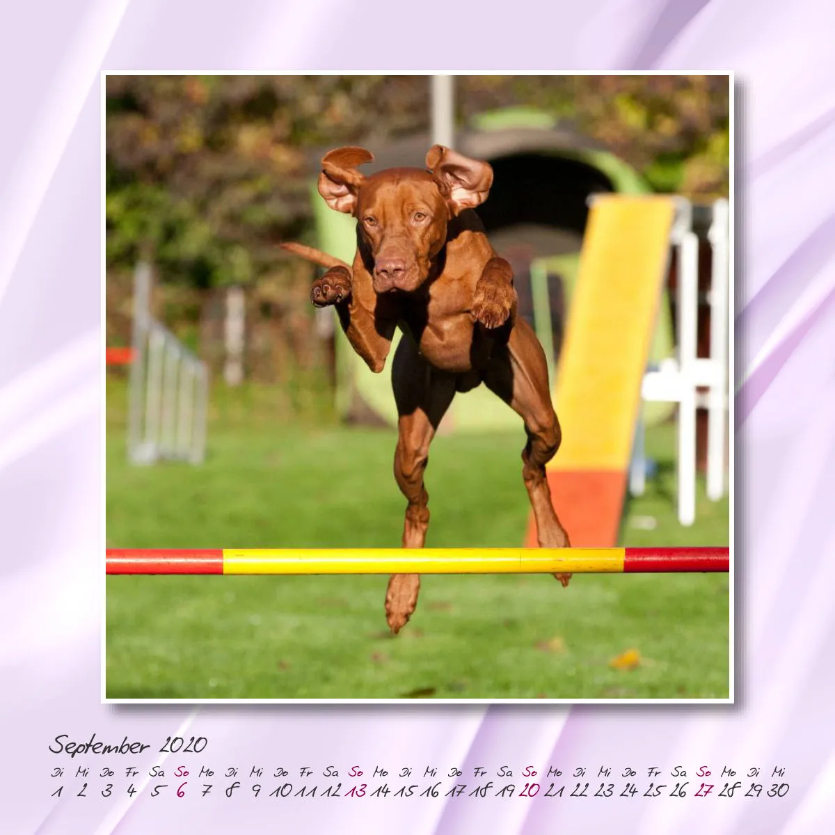 Agility 2020 Quadratisch (2) 20x20