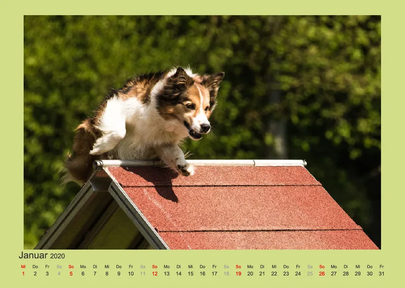 Agility Border Collies 2020 A4 quer