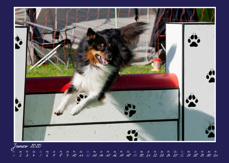 Bildkalender / Agility 2020 A3 quer