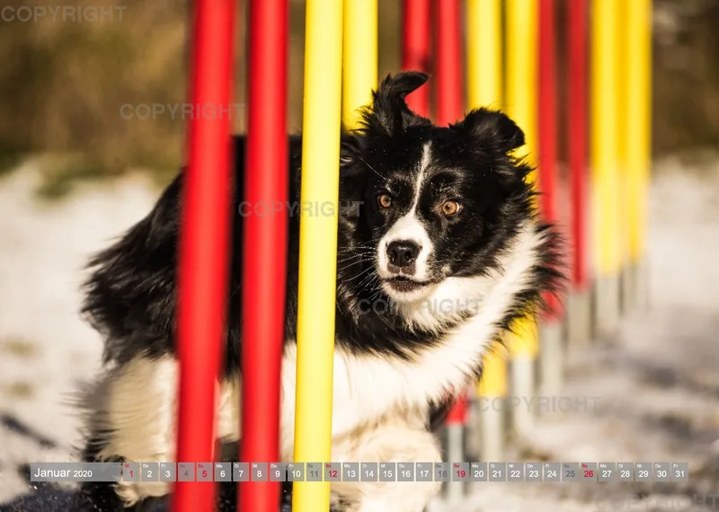 Agility Passion A4 Bildkalender 2020
