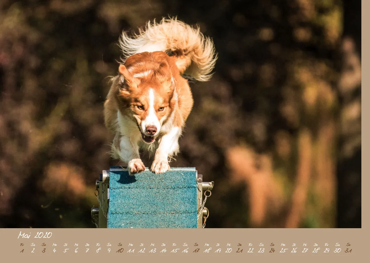 Agility Border Collies 2020 A3 quer
