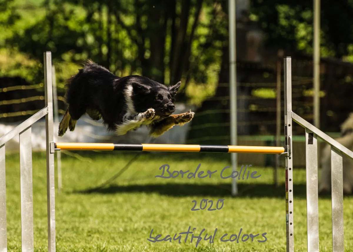 Agility Border Collies 2020 A4 quer