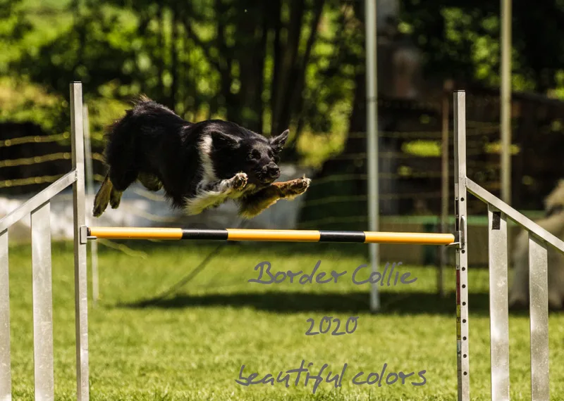 Agility Border Collies 2020 A4 quer