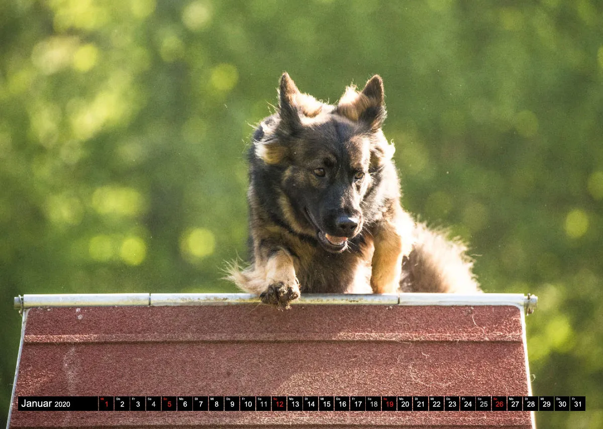 Agility Bildkalender / Schäferhunde