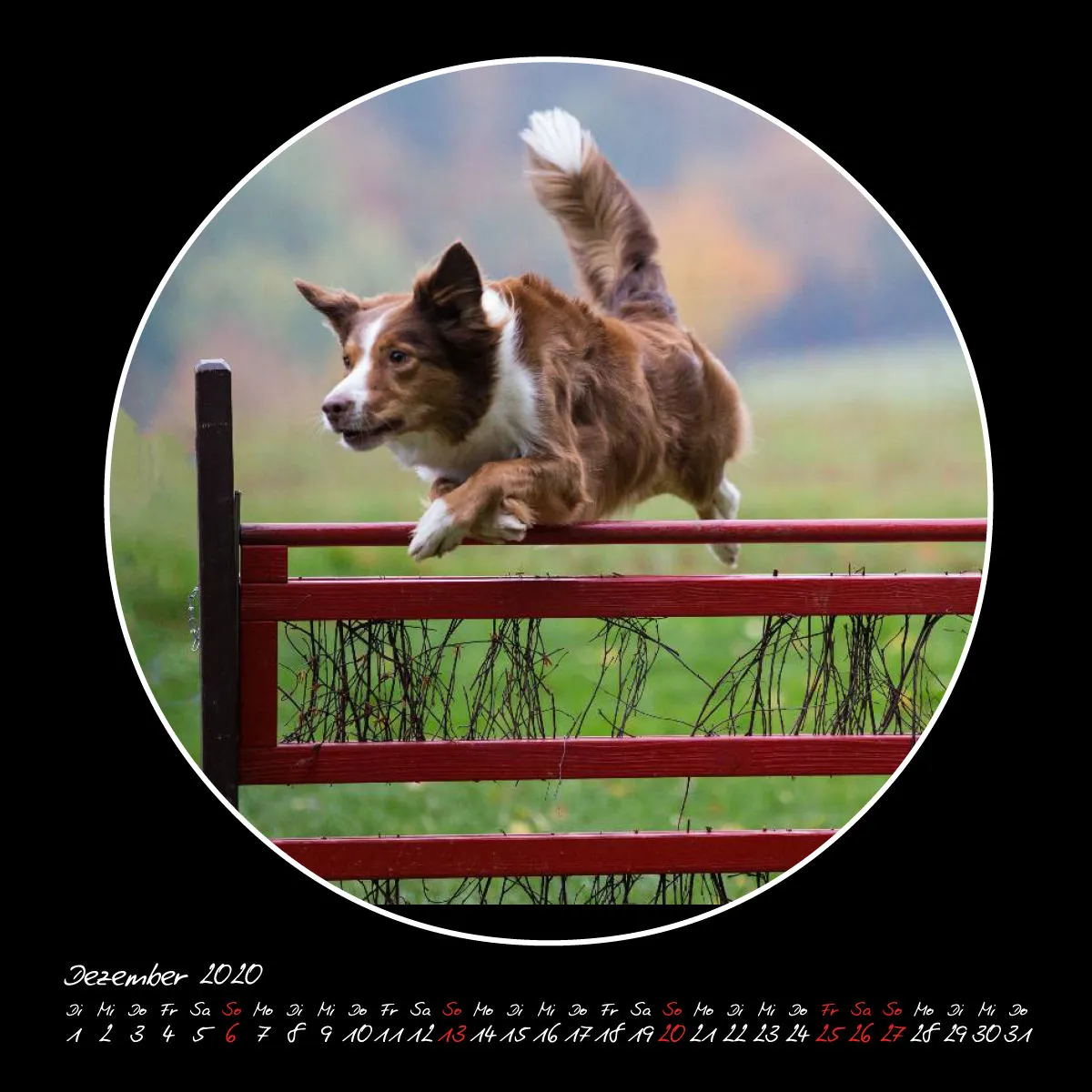 Agility 2020 Quadratisch