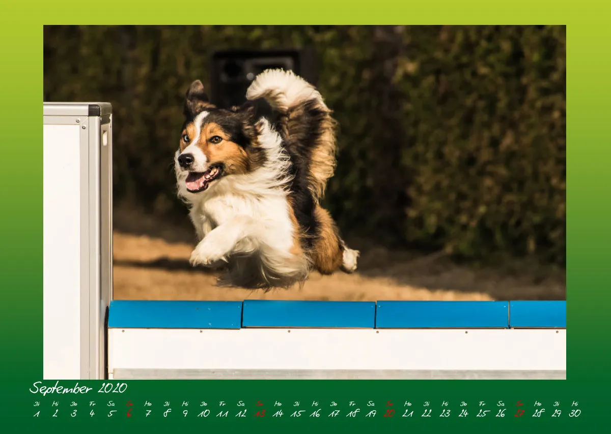 Agility Border Collies 2020 A3 quer