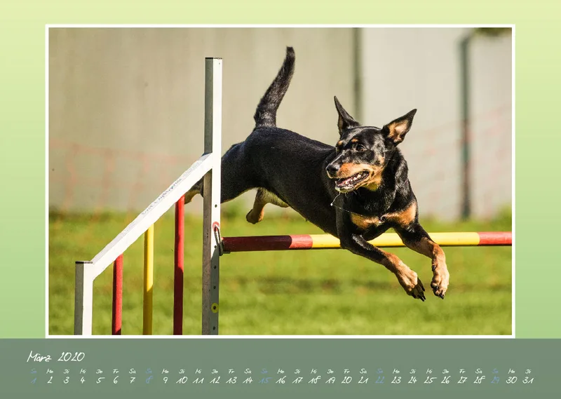 Bildkalender / Agility 2020 A3 quer