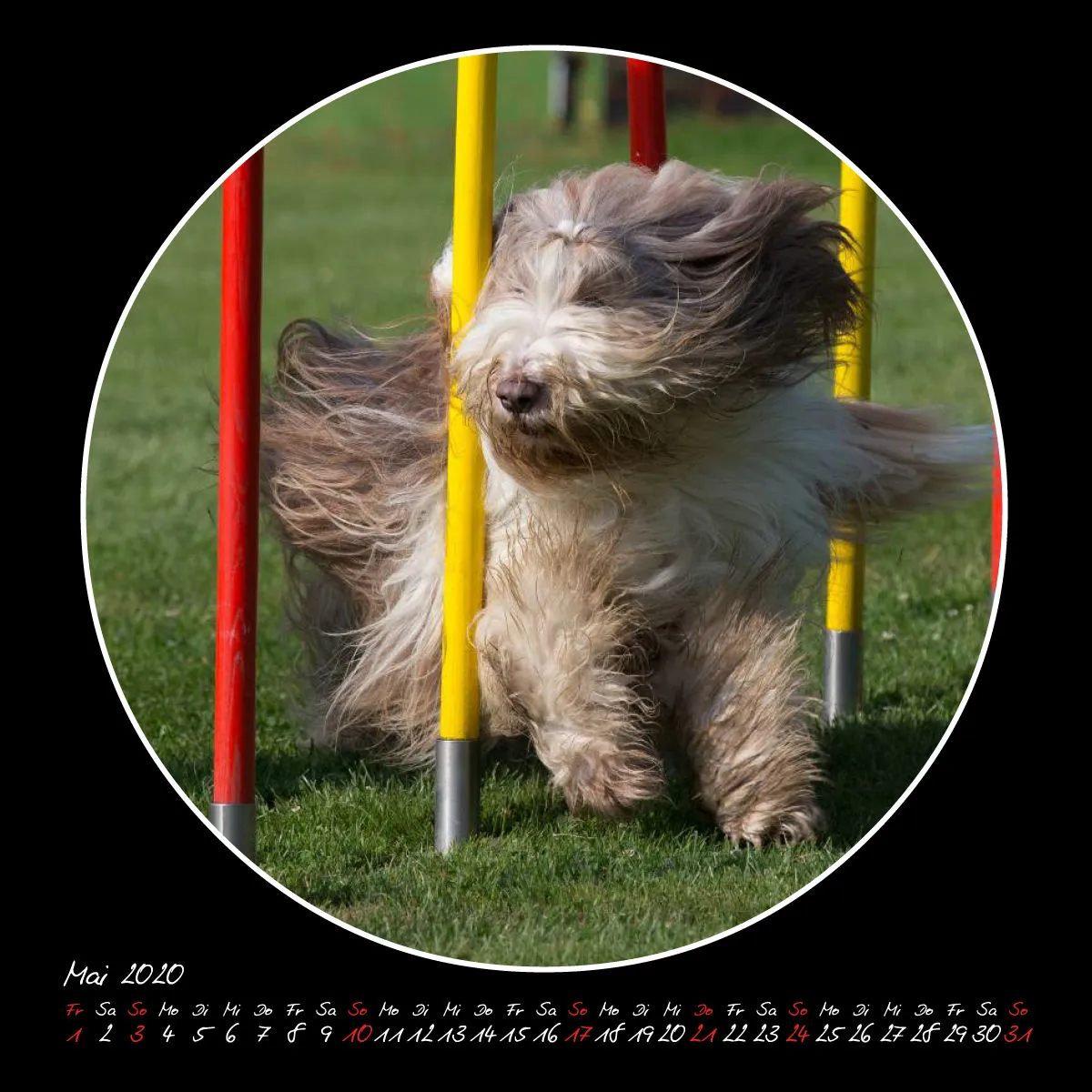 Agility 2020 Quadratisch