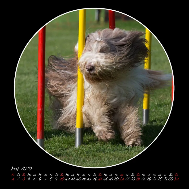 Agility 2020 Quadratisch