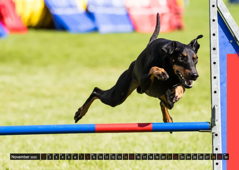 Agility Passion A4 Bildkalender 2020