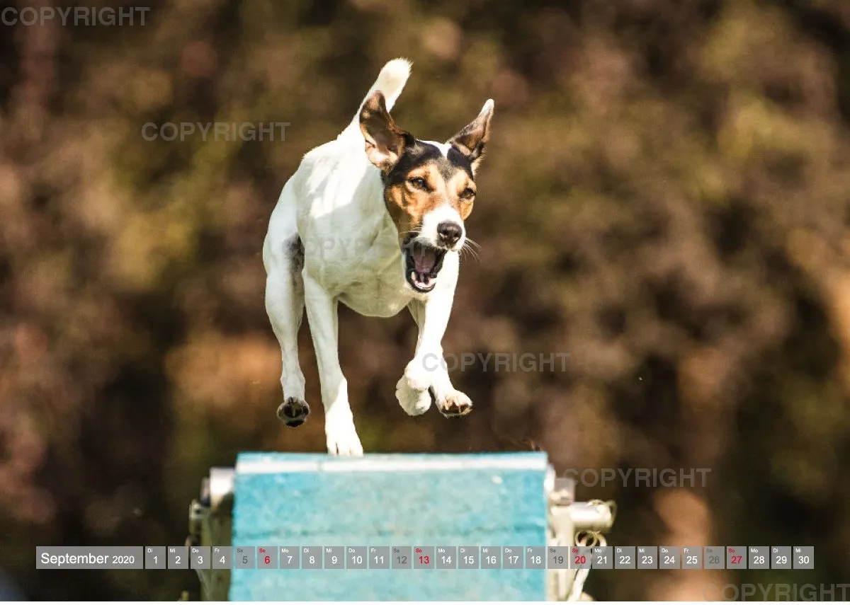 Agility Passion A4 Bildkalender 2020