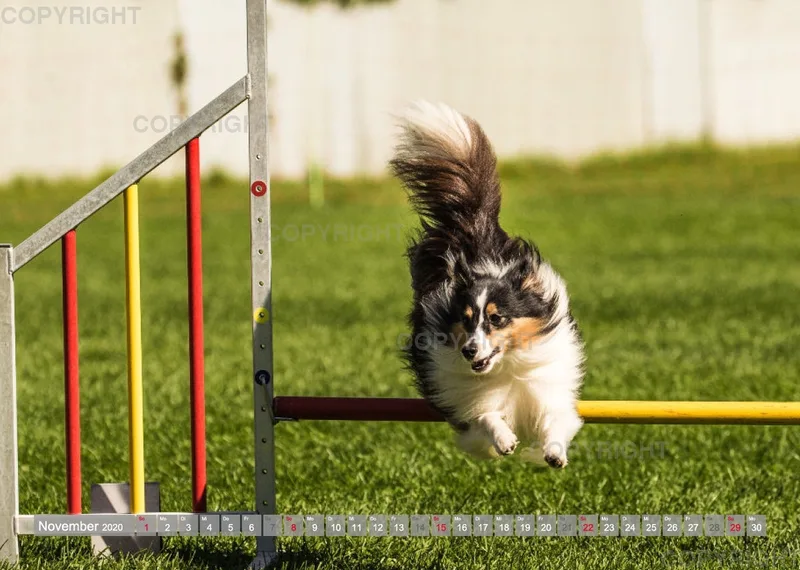 Agility Passion A4 Bildkalender 2020