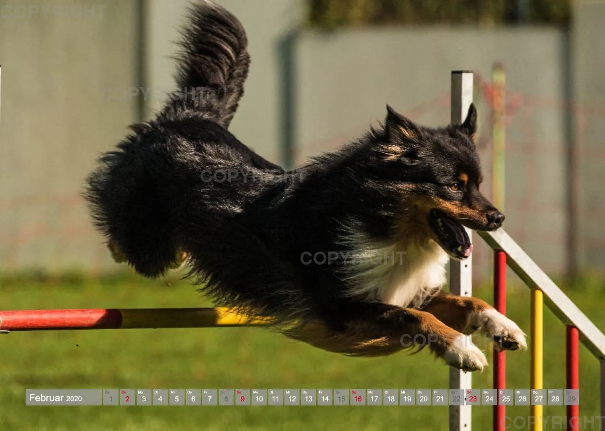 Agility Passion A4 Bildkalender 2020