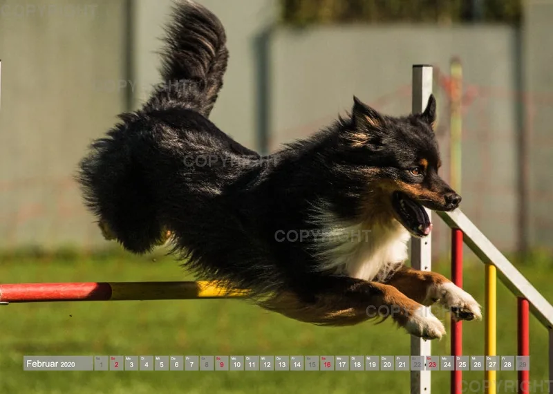 Agility Passion A4 Bildkalender 2020