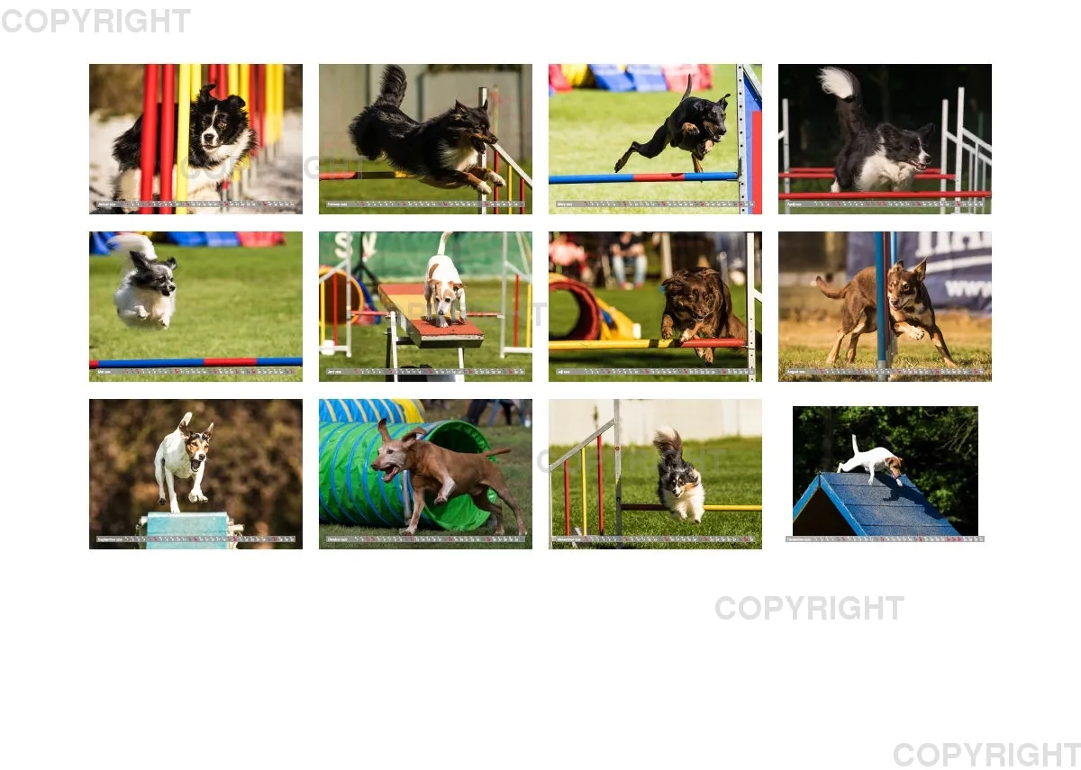 Agility Passion A4 Bildkalender 2020