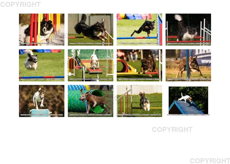 Agility Passion A4 Bildkalender 2020
