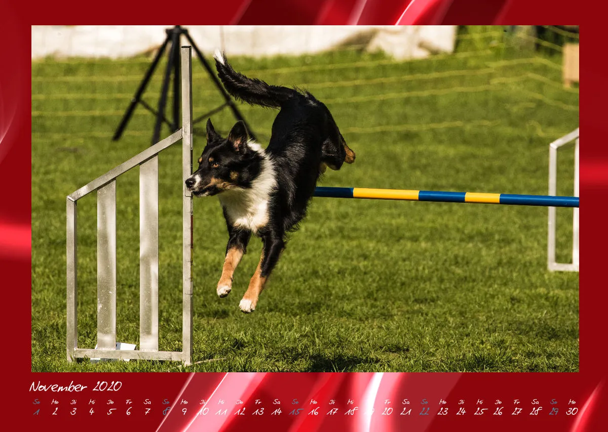 Agility Border Collies 2020 A3 quer